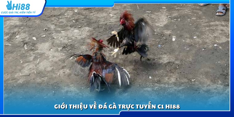 Khám phá hình thức đá gà trực tuyến c1 Hi88 